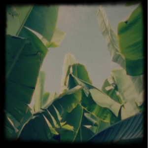 Platano Tapes